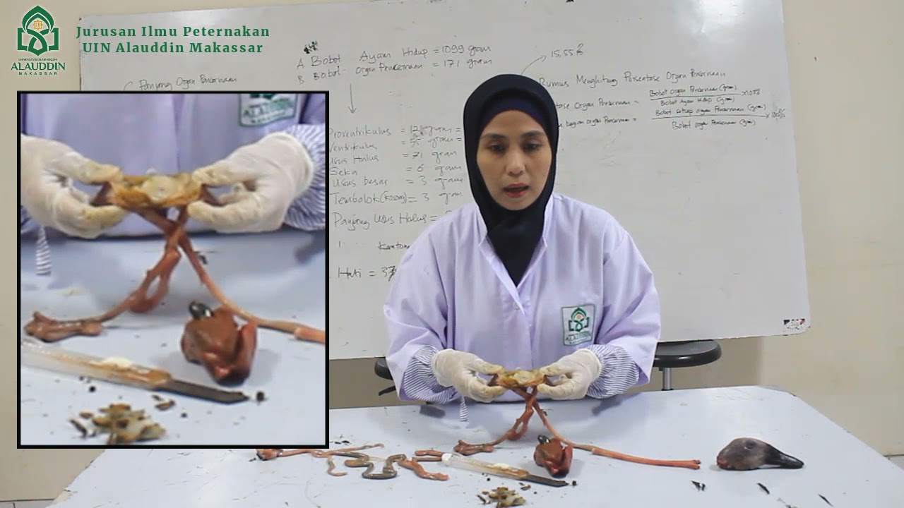 Pengenalan Organ Unggas