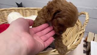 ハーフ犬の動画01