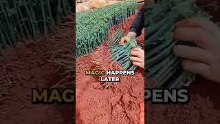 This farming trick turns ordinary rose stems into breathtaking blooms