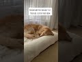 Why You Shouldn T Let Your Dog Sleep In Your Room Shorts Dog Goldenretriever