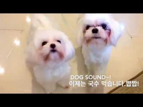 Sound of Maltese /ASMR