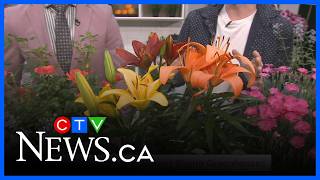 Gardening tips: Easy perennials and shrubs for your yard