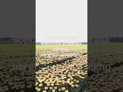 Il vero amore non sopravvive grazie alla fortuna, ma grazie all'impegno 💖💪