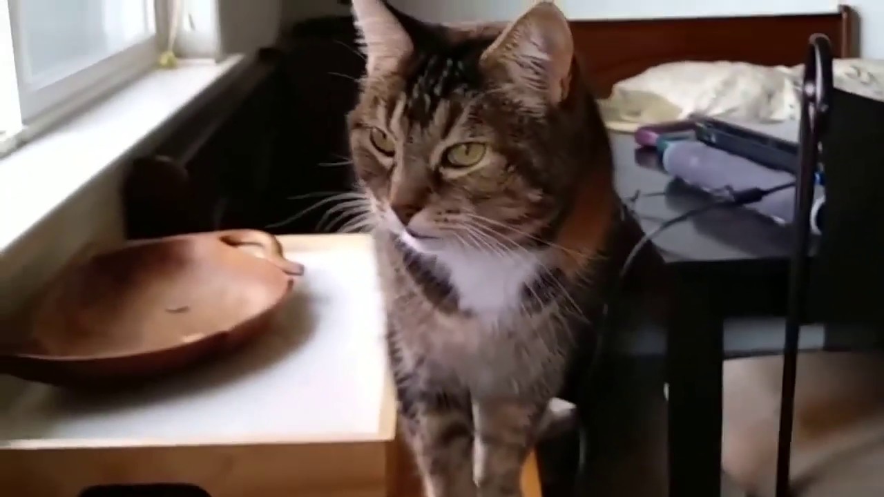 Кошка подражает голосу хозяйки, чтобы получить еду фото