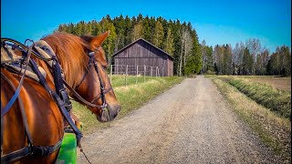 A Peaceful Drive Through the Countryside With a Beautiful Horse | Relaxation Video