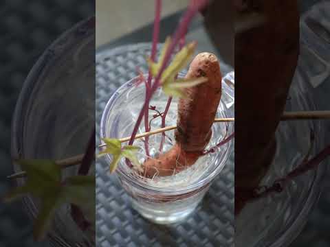 Sweet potato plant growing without soil #shorts