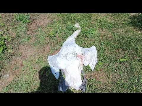 Убийца краснокнижного лебедя наказан