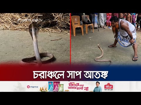 ডিমসহ ধরা পড়ছে বিষাক্ত সব সাপ! ছোবলও খাচ্ছে মানুষ | Snake Venom | Jamuna TV