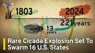 Rare Cicada Explosion Set To Swarm 16 U.S. States | TaiwanPlus News