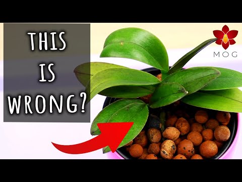 Myth or Truth #13 - Flowers must not be touched? Burned rice husk potting mix? & more!