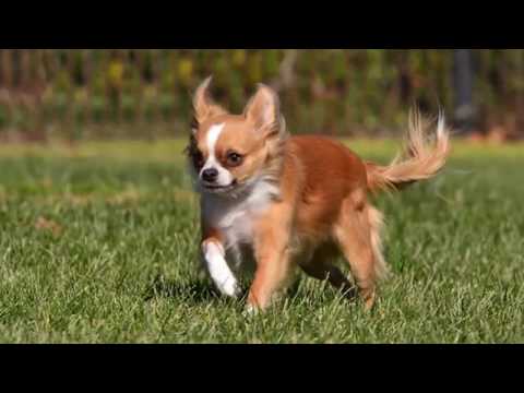 download lagu mp3 mp4 Ranchwood Apartments, download lagu Ranchwood Apartments gratis, unduh video klip Ranchwood Apartments