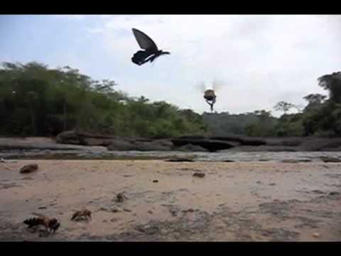 アルクメノールアゲハの飛翔