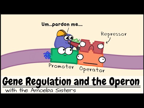 Gene Regulation and the Order of the Operon