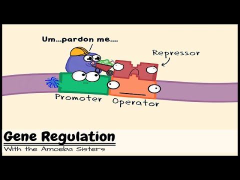 What is the function of a repressor protein?