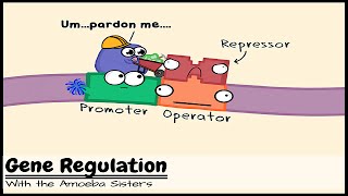 Gene Regulation and the Order of the Operon