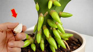 Just Put One in a Pot! Your Flowerless Orchid Will Bloom Wildly
