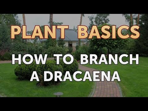 How to Dry an Overwatered Plant