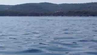 preview picture of video 'Dolphins near Zverinac Island'