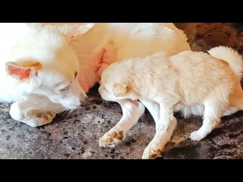 CUTE PLAYING DOG PUPPY 🐕 #shorts #doglover #puppylove #mother