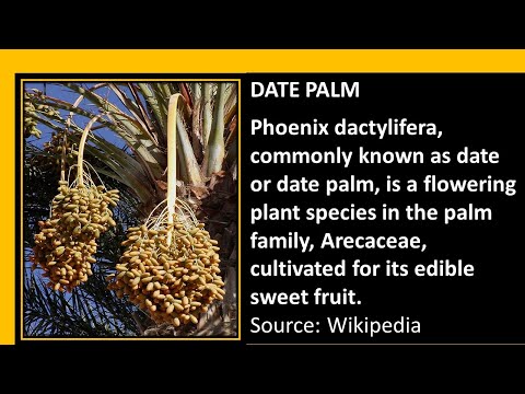 Dates Palm Fruit