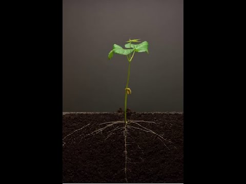 Time Lapse (Bean) - 25 days