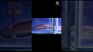 Download lagu Channa limbata mangap-mangap👍 mp3