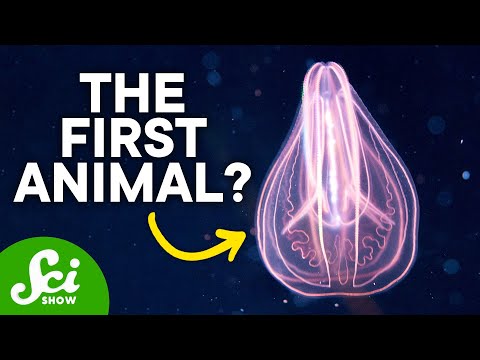 Animal - Definition and Examples - Biology Online Dictionary