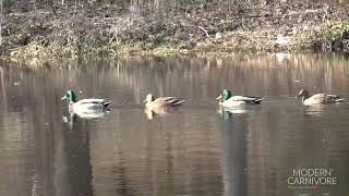 Mallard calls