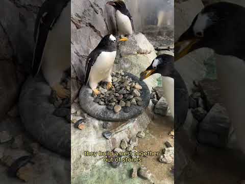 Weird Fun Facts About Penguins That You Dont Know😲😲😲