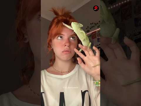 Why does a chameleon change color? #shorts