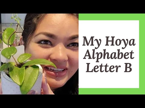 , title : 'My Hoya Alphabet letter B.                              #hoya #plantcare #hoyacollection'