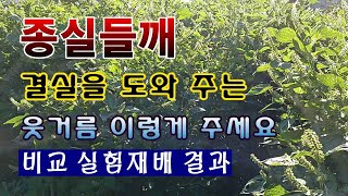 [텃밭농부 1,683]  종실들깨 결실기에 웃거름 주는 방법. #들깨재배