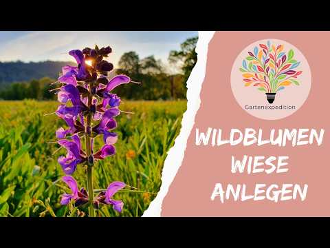 Wildblumenwiese in 1 Jahr: So gelingt die Initialbepflanzung im Herbst