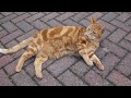 Orange Tabby And Tuxedo Cat Relaxing Outdoors