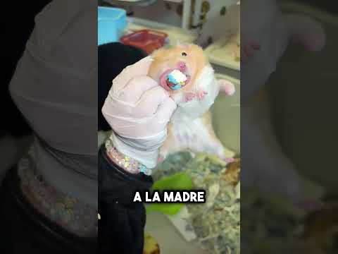 Este hámster escondió algo inesperado en su mejilla… y casi termina mal #shorts