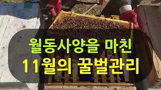 월동사양을 마친 11월의 꿀벌관리는?