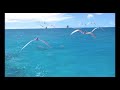 Sea Monsters 4 D A Prehistoric Adventure Trailer
