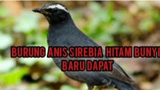 Download lagu BURUNG ANIS HITAM UNTUK PIKAT mp3 Download lagu BURUNG ANIS HITAM UNTUK PIKAT mp3