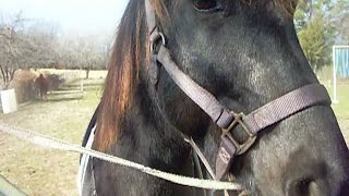 Ace&#39;s Obstacle Course  12-6-2015   Dogwood Lane Horse Sanctuary