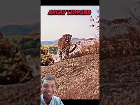 tiger vs falco #animals #edit #viralshort #@BantyNayak-h