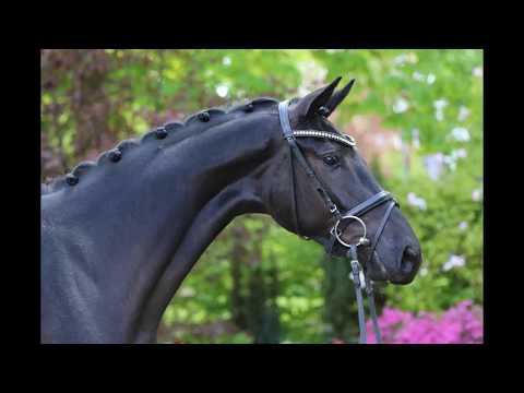 SOLD Top quality black mare by Livaldon, 2014, FEI & GP prospect for YR/U25