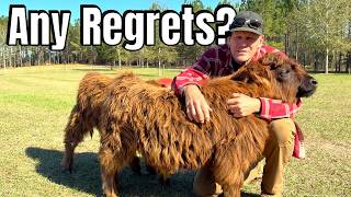 Do We Regret Getting Mini Fluffy Highland Cows?