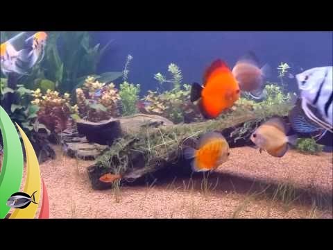 Discus, Angel fish, and German Blue Rams. Welcome To The Beast Tank