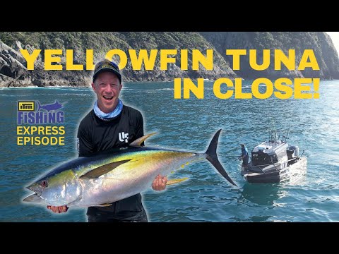 Yellowfin Tuna on the snapper grounds!