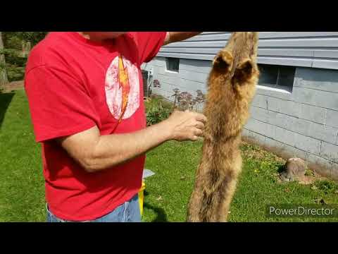 Tanning Hides, PART 1 Bobcat & Coyotes