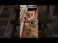 Cheeky Monkey Heckles Innocent Cows || ViralHog