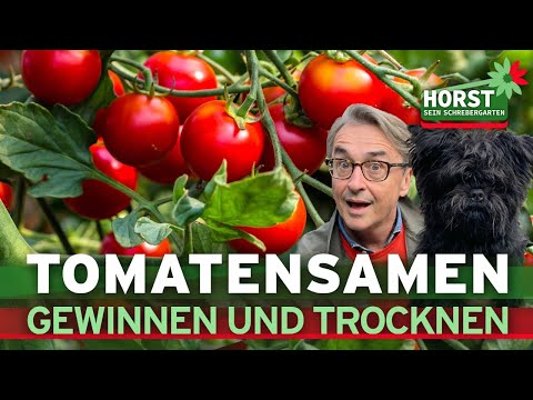 So kannst Du Samen aus Tomaten gewinnen und trocknen! | Horst sein Schrebergarten