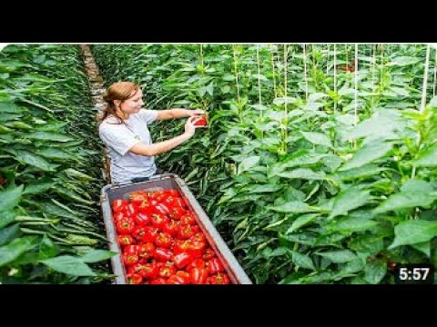 Awesome Greenhouse Bell Pepper Farming - Modern Greenhouse Agriculture Technology Ali Ramay Official