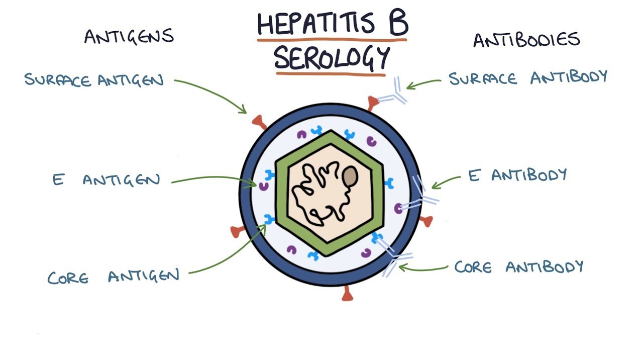 Understanding Hepatitis B Serology Results