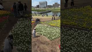 Japan Spring Walk: Cherry Blossoms & Tulips